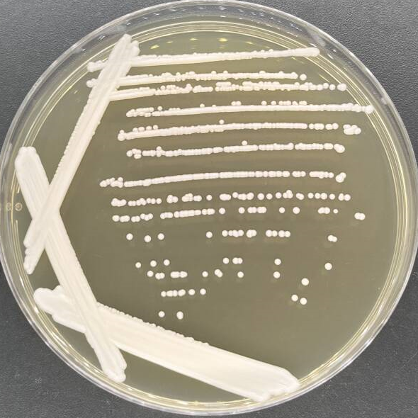 Wickerhamomyces sydowiorum-伟业计量
