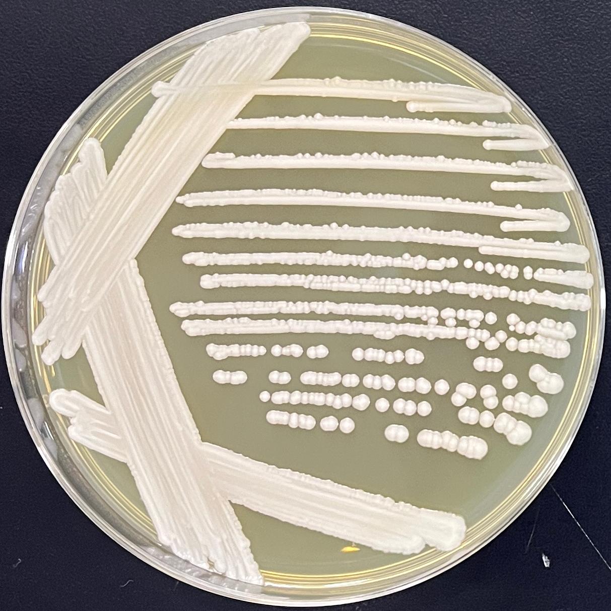 Candida stauntonica-伟业计量