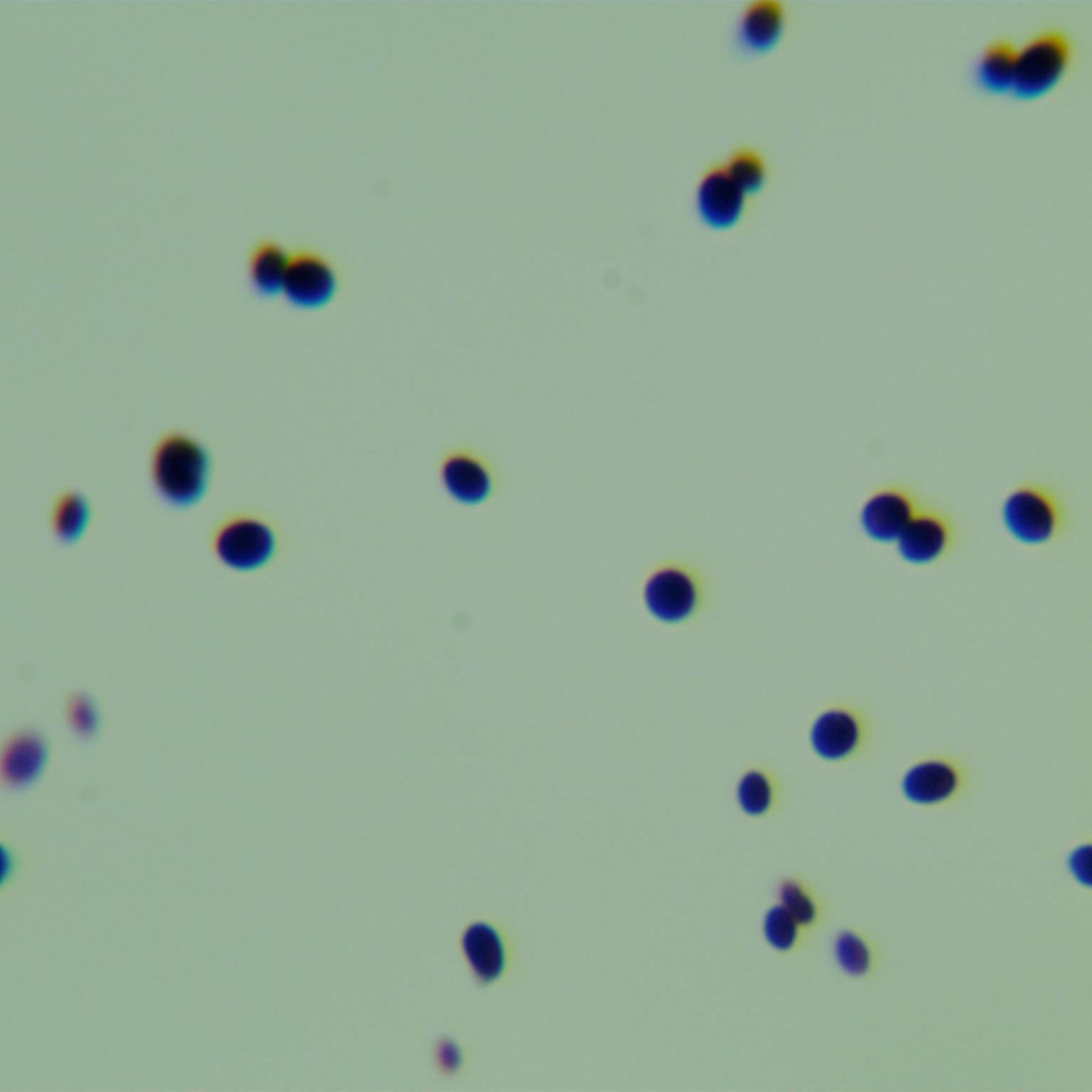 Candida stauntonica-伟业计量