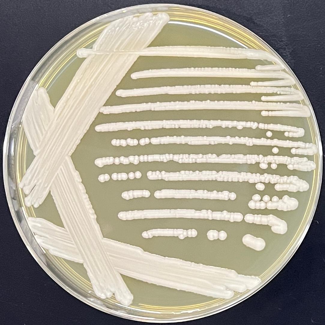 Candida stauntonica-伟业计量
