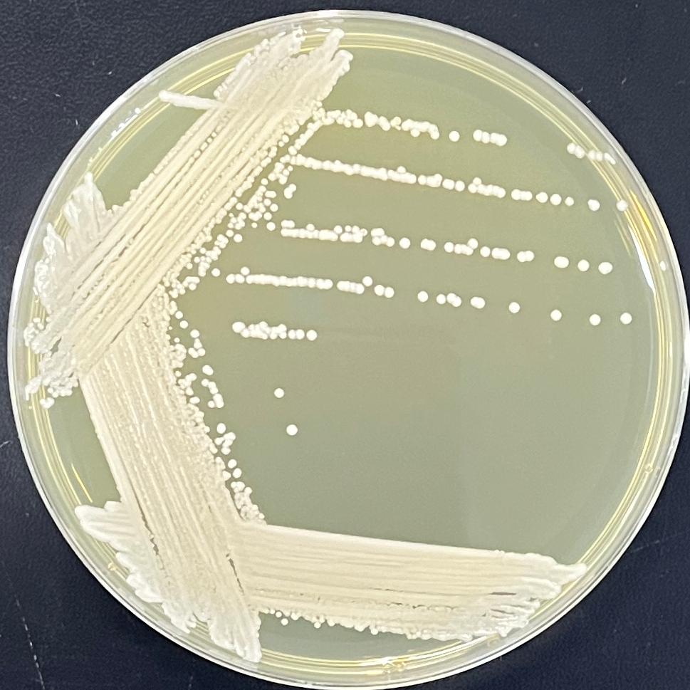 Candida stauntonica-伟业计量