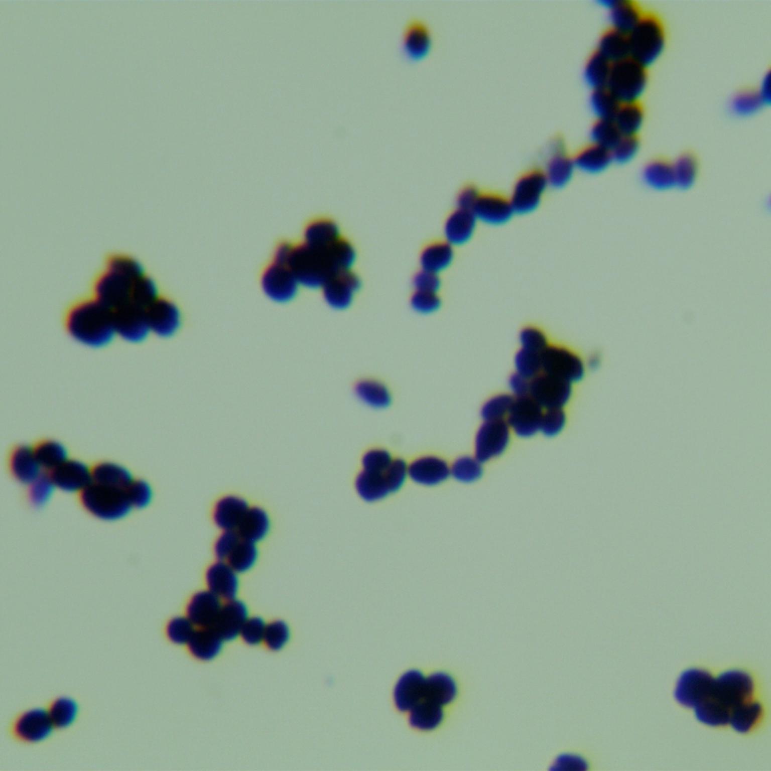 Candida stauntonica-伟业计量
