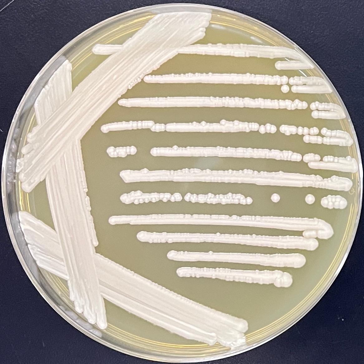 Candida stauntonica-伟业计量