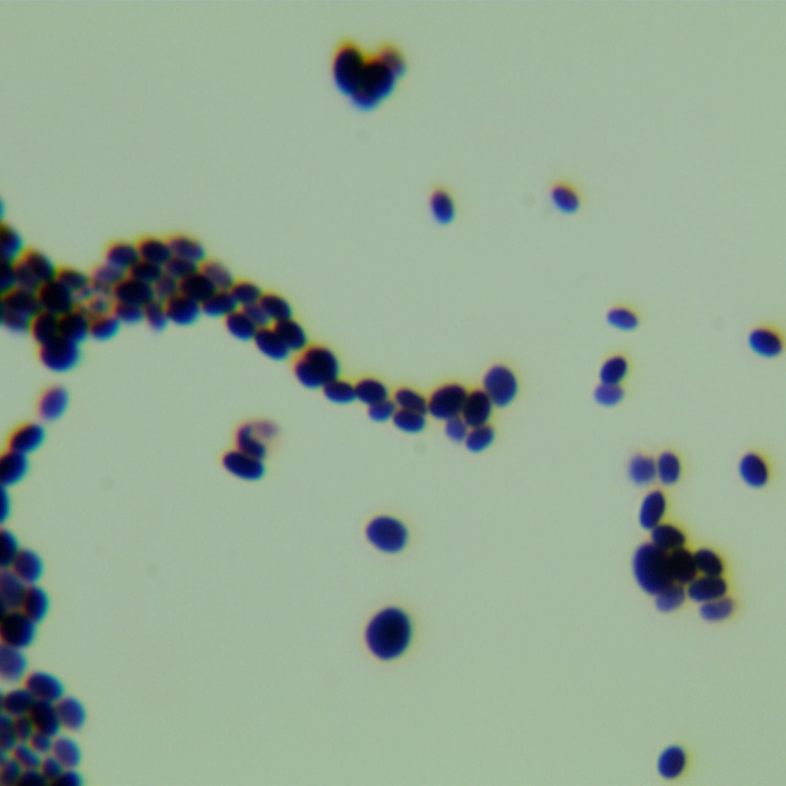 Candida stauntonica-伟业计量