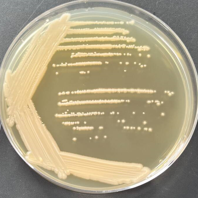 Aureobasidium melanogenum-伟业计量