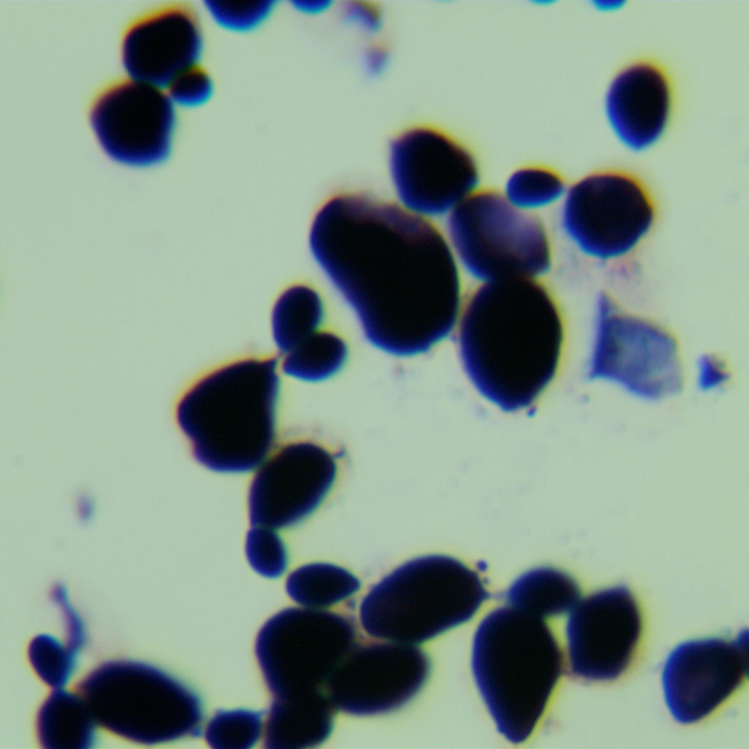 Aureobasidium melanogenum-伟业计量