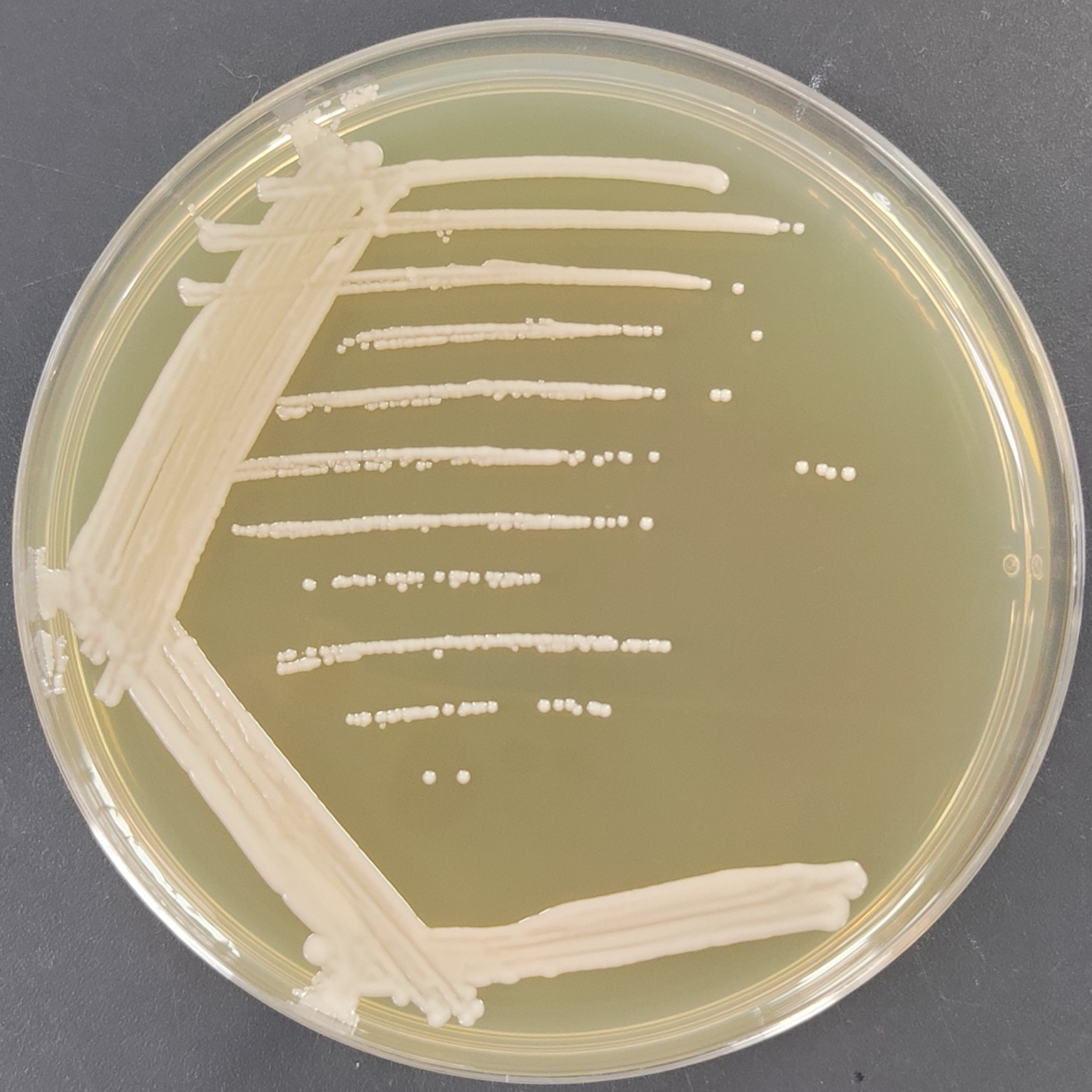 Kluyveromyces dobzhanskii-伟业计量