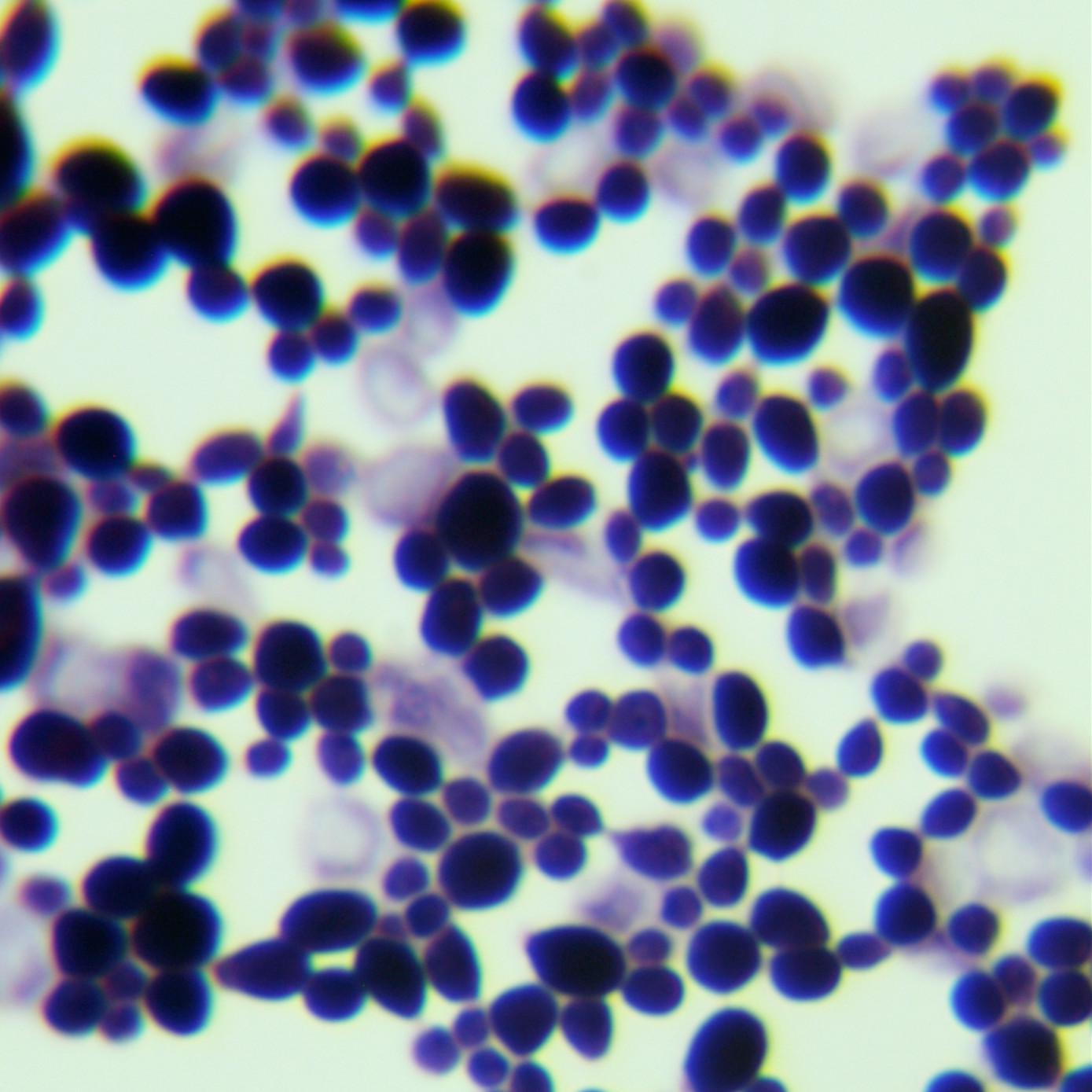 Kluyveromyces dobzhanskii-伟业计量
