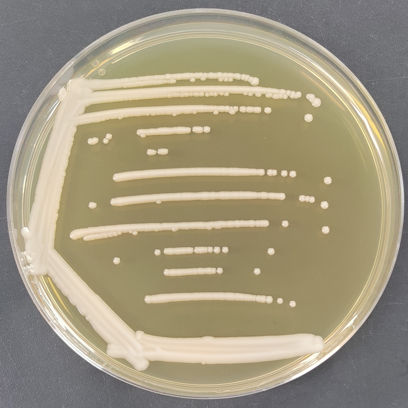 Wickerhamomyces sydowiorum-伟业计量
