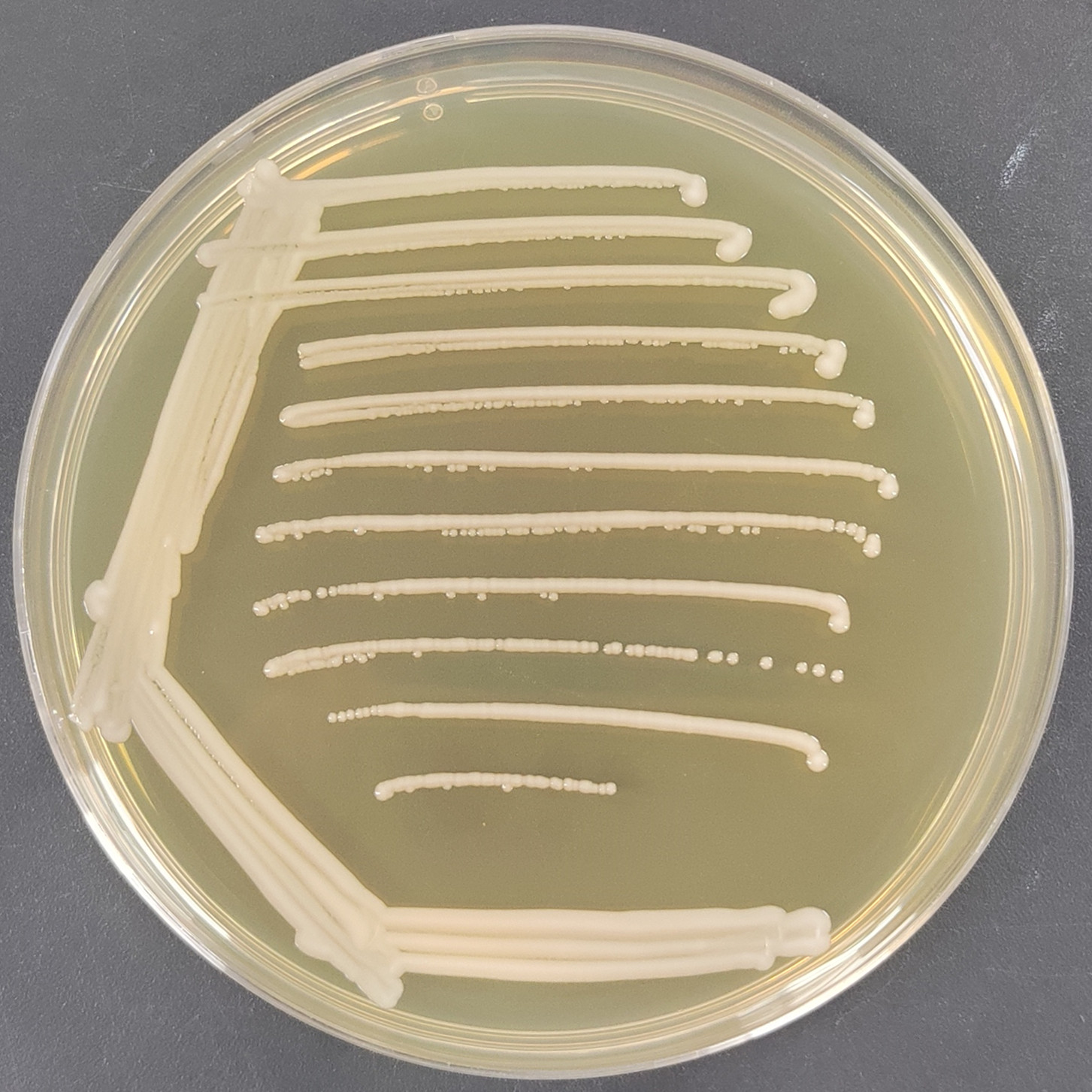 Starmerella bacillaris-伟业计量