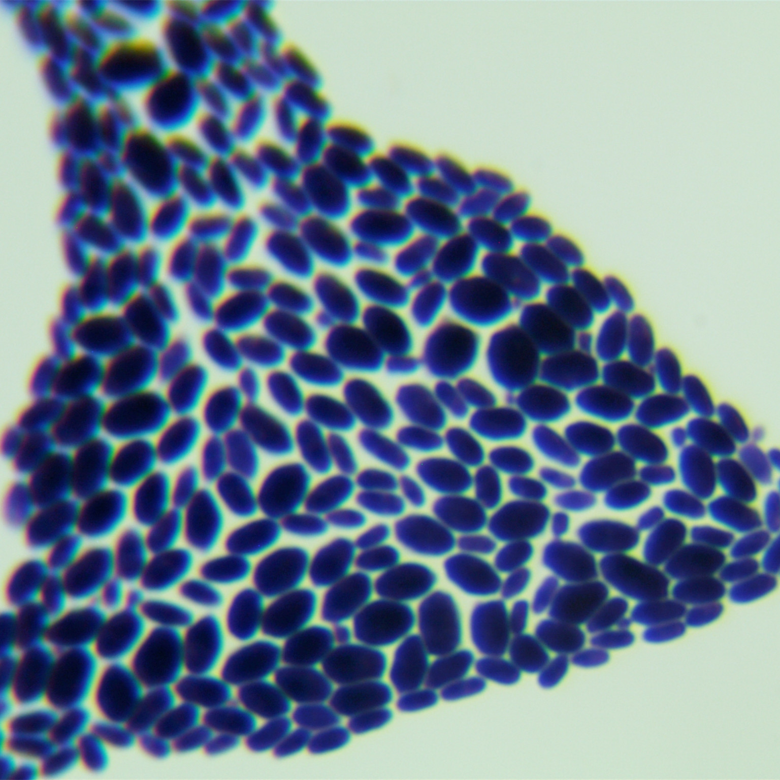 Starmerella bacillaris-伟业计量