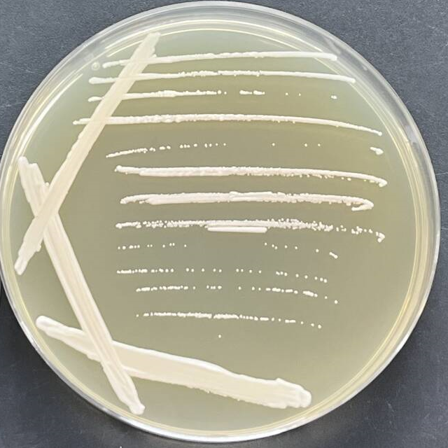 Sugiyamaella smithiae-伟业计量