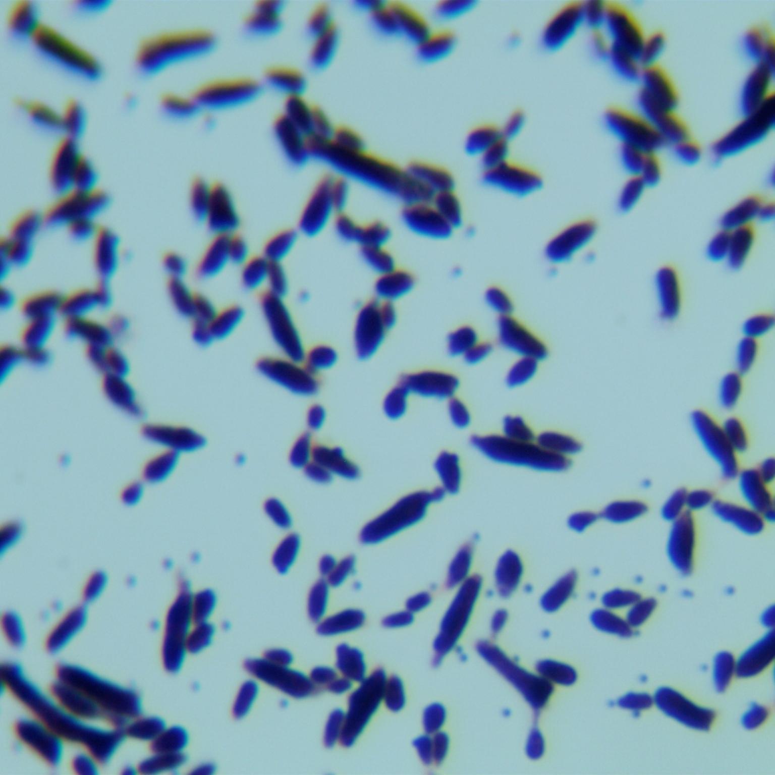 Sugiyamaella smithiae-伟业计量