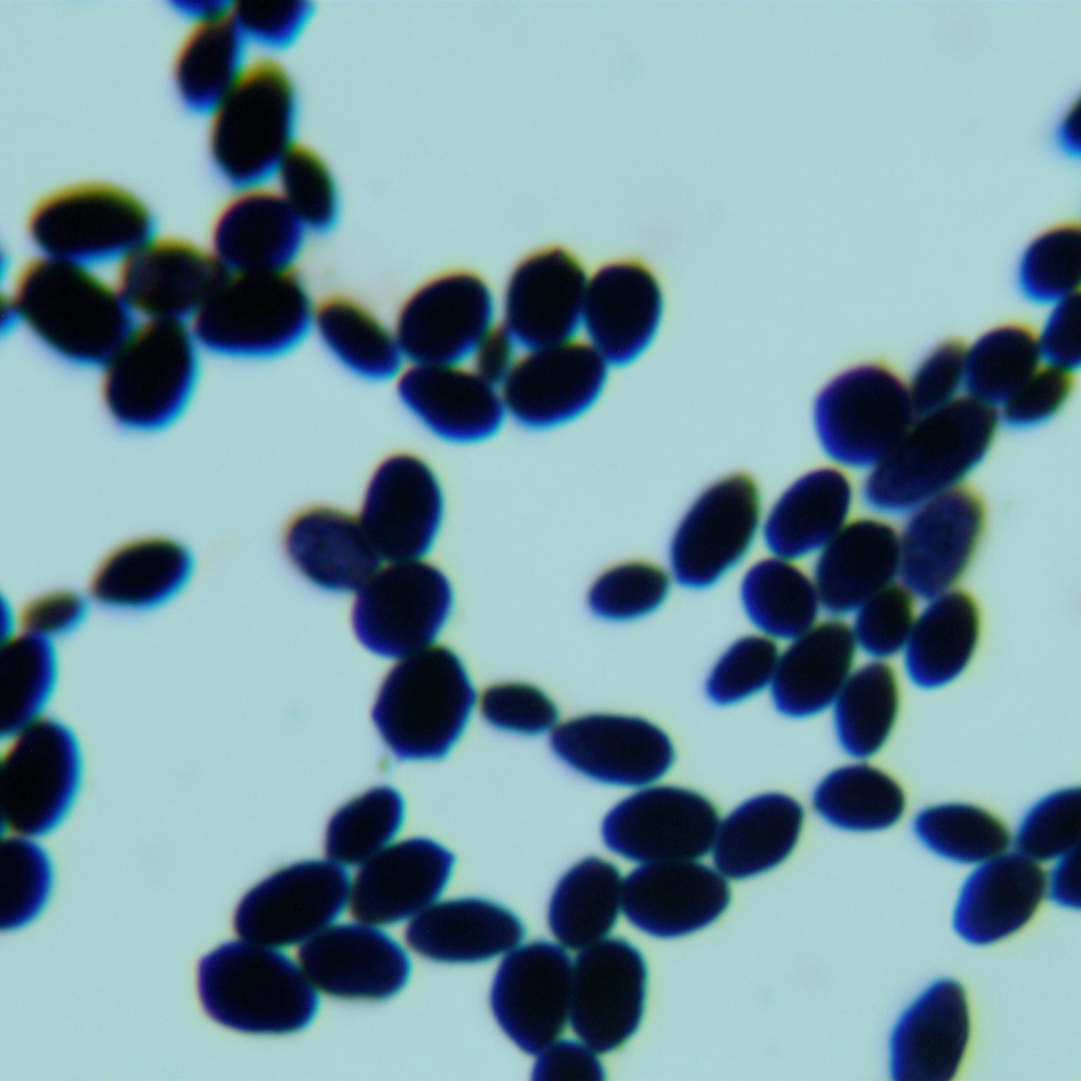 Cryptococcus magnus-伟业计量