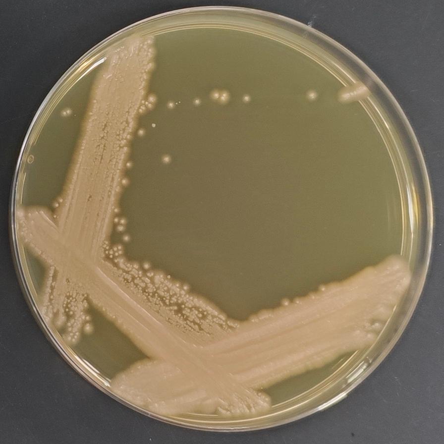 Aureobasidium pullulans-伟业计量