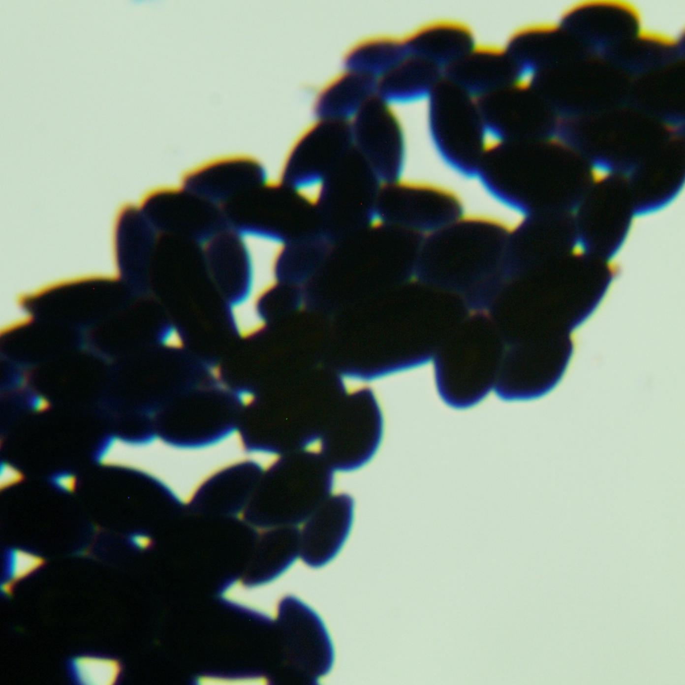 Aureobasidium pullulans-伟业计量