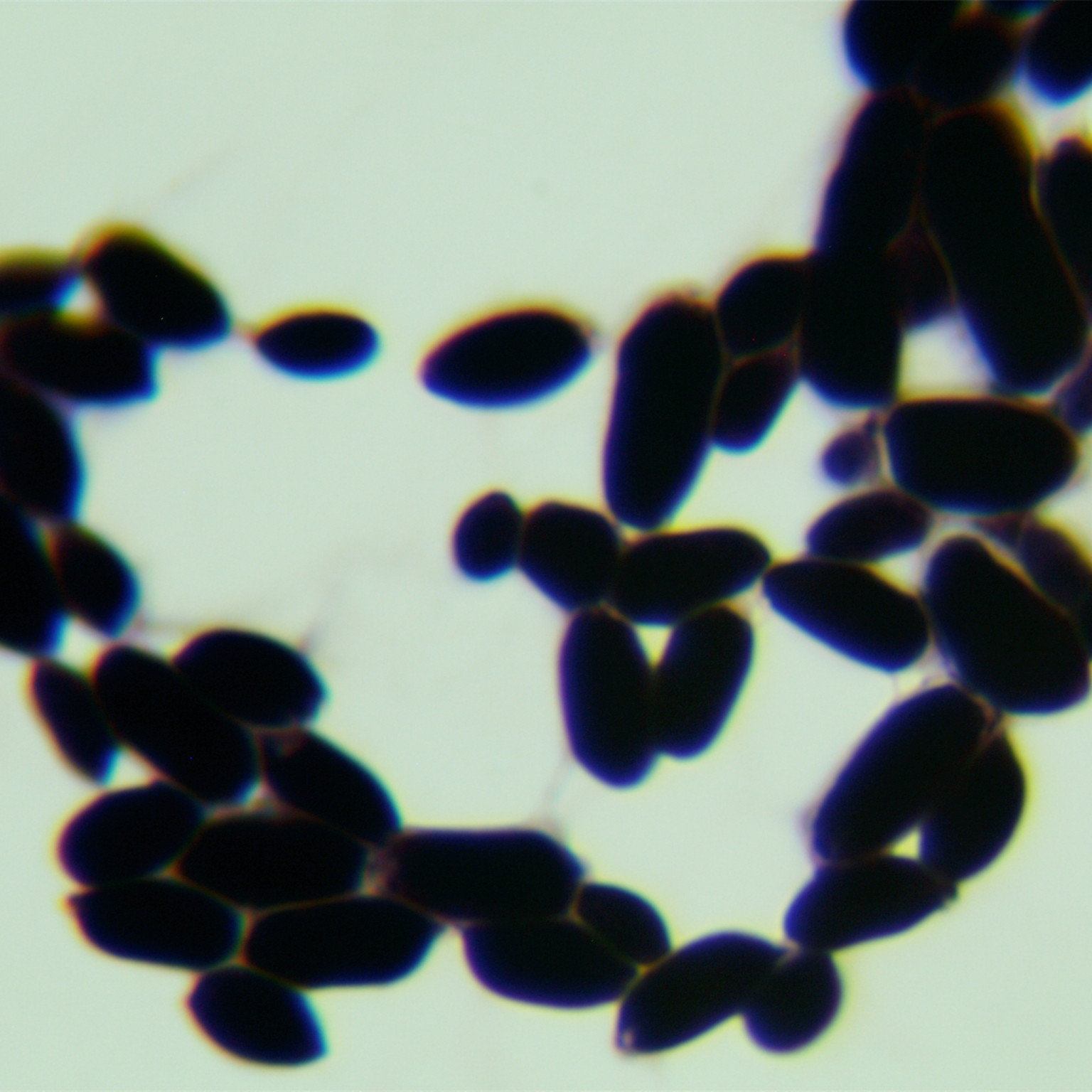 Fungal endophyte-伟业计量