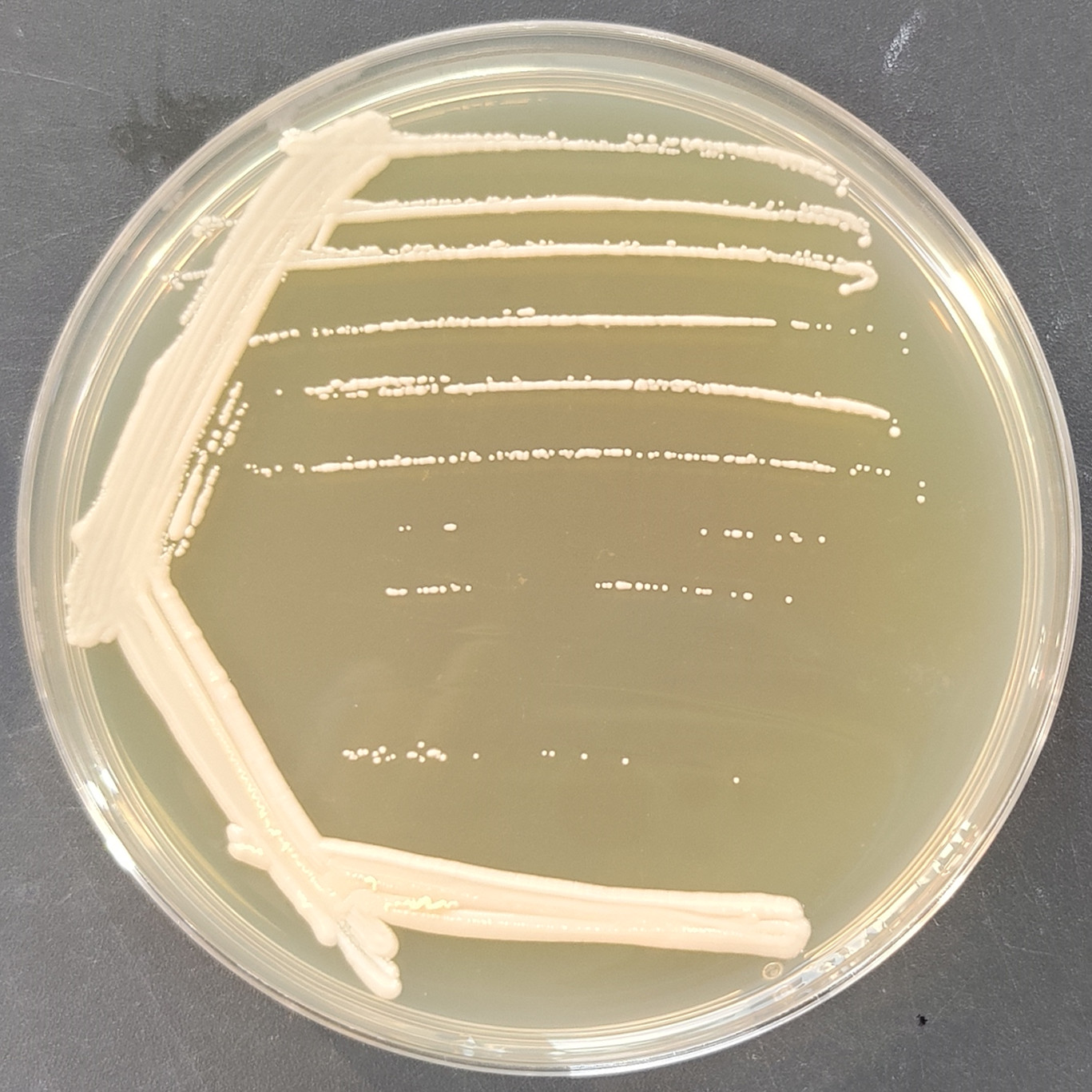 Fungal endophyte-伟业计量