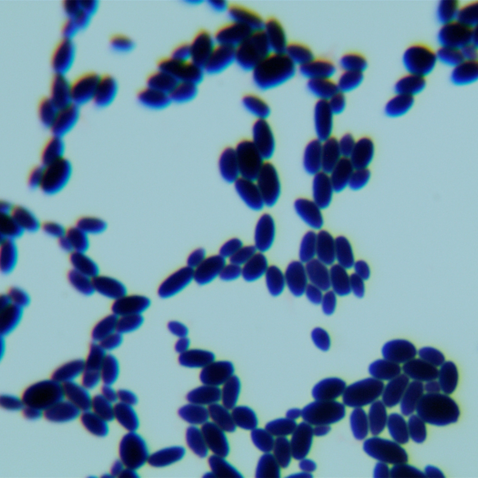 Barnettozyma californica-伟业计量
