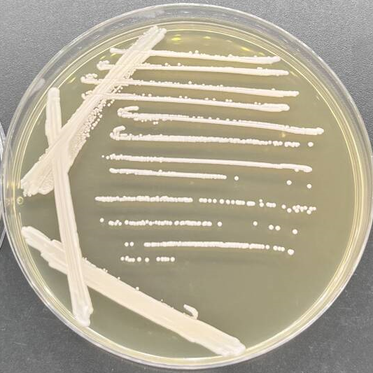 Candida stauntonica-伟业计量