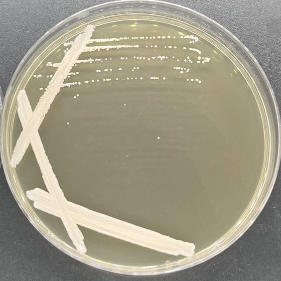 Cyberlindnera sp.-伟业计量