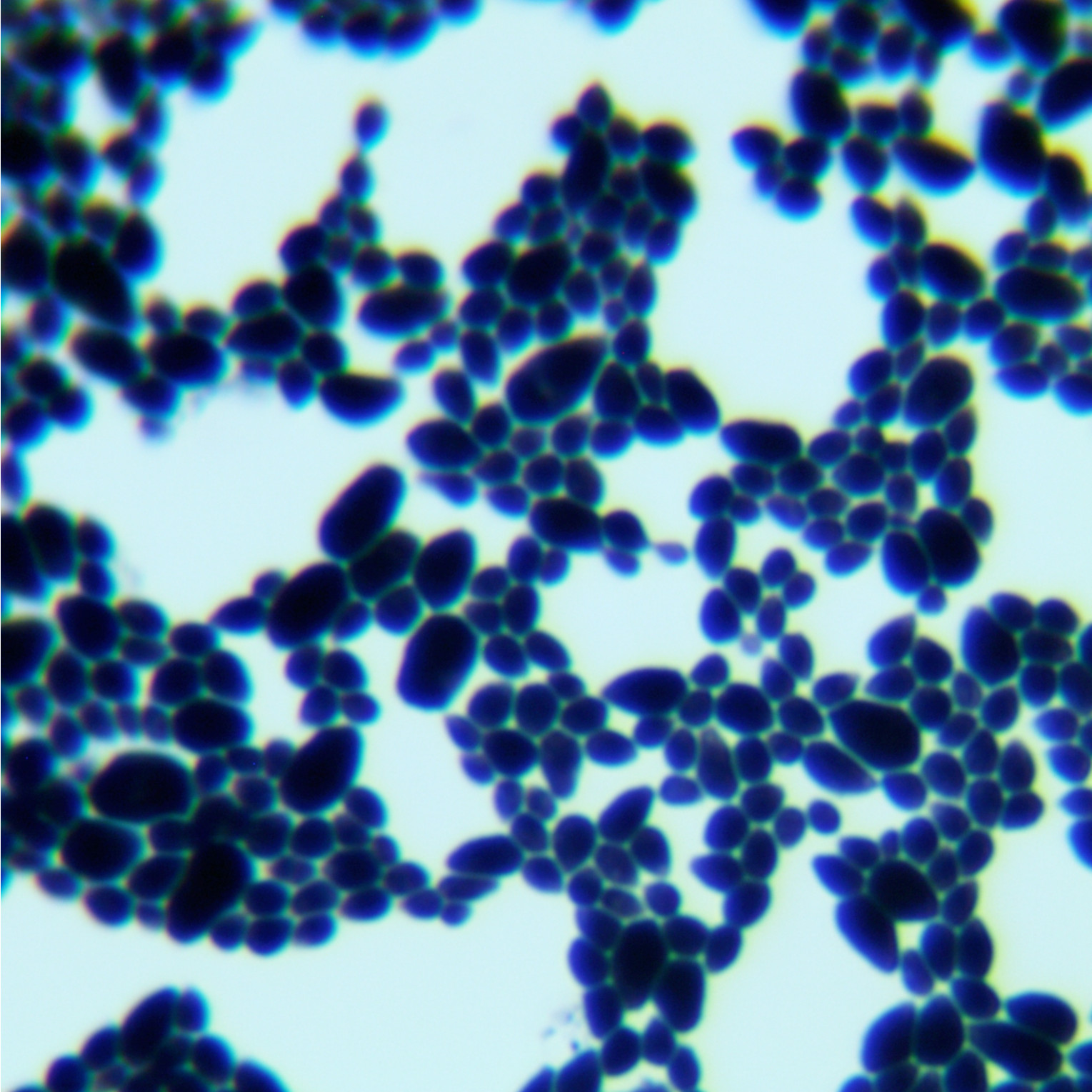 Candida boleticola					-伟业计量