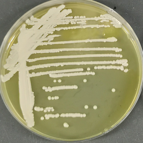 Sugiyamaella smithiae									-伟业计量