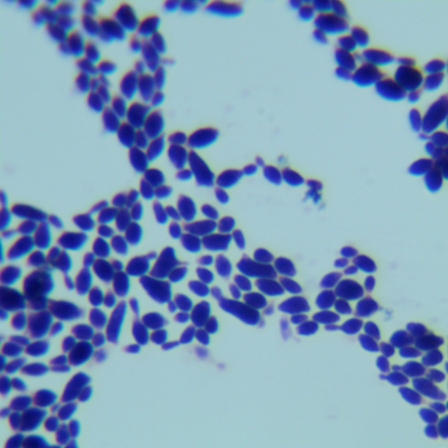 Sugiyamaella smithiae									-伟业计量