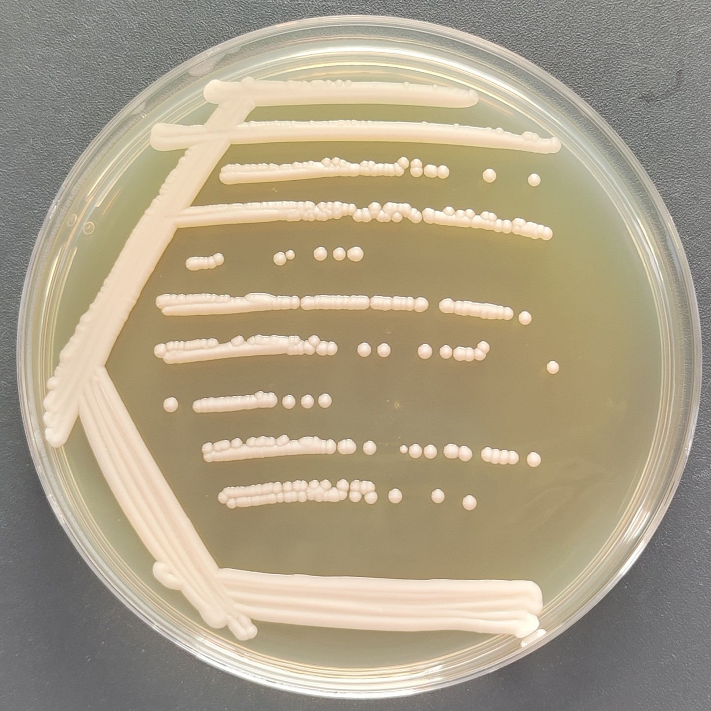 Sugiyamaella smithiae											-伟业计量
