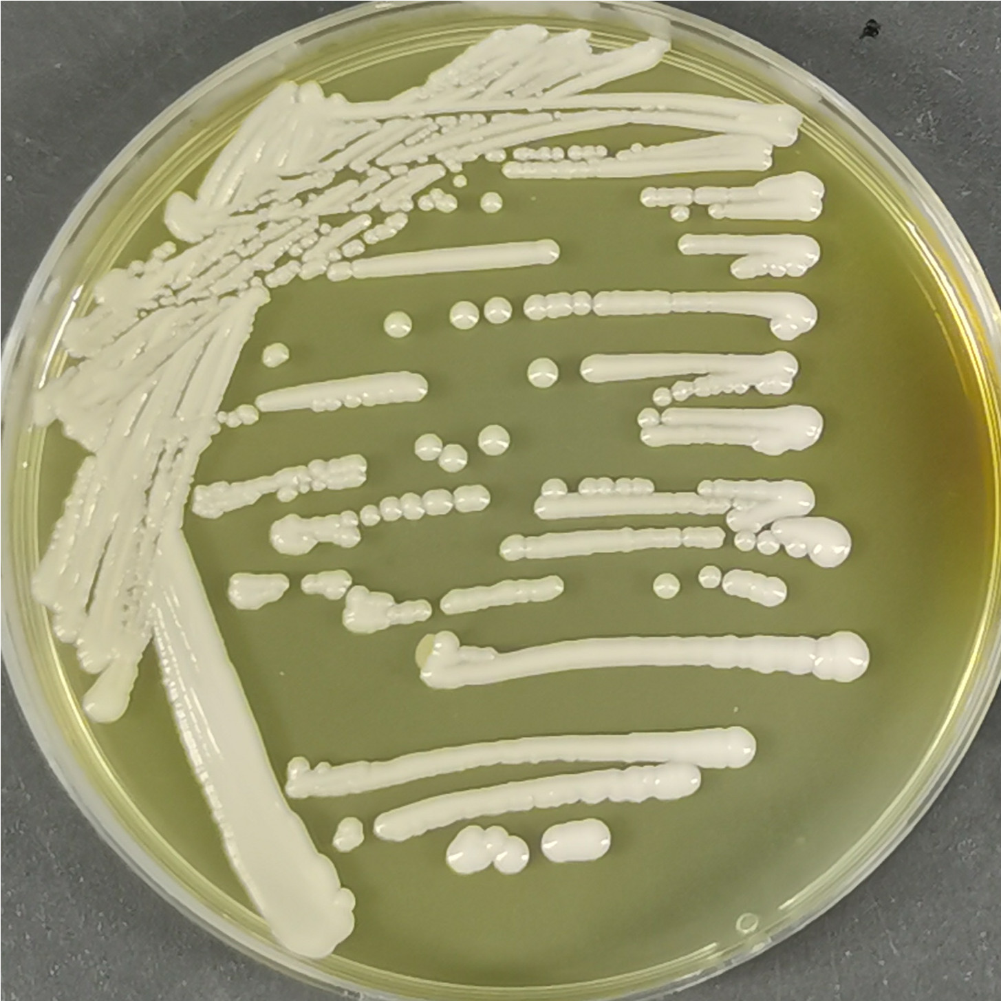 Meyerozyma carpophila													-伟业计量