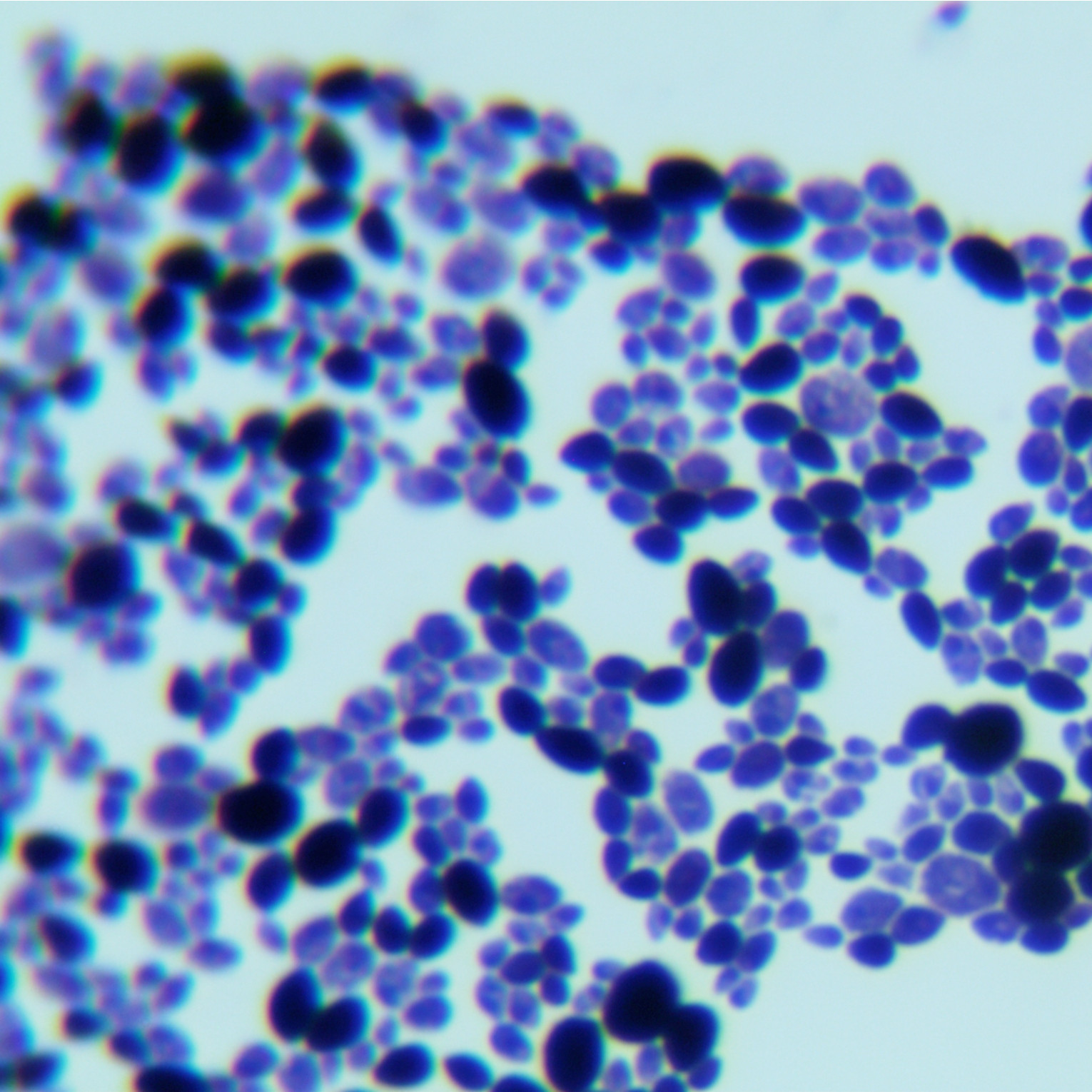 Meyerozyma carpophila													-伟业计量