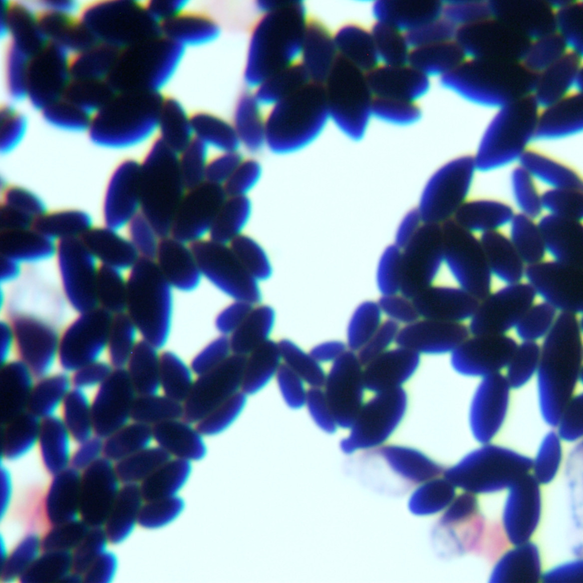 Hanseniaspora uvarum															-伟业计量