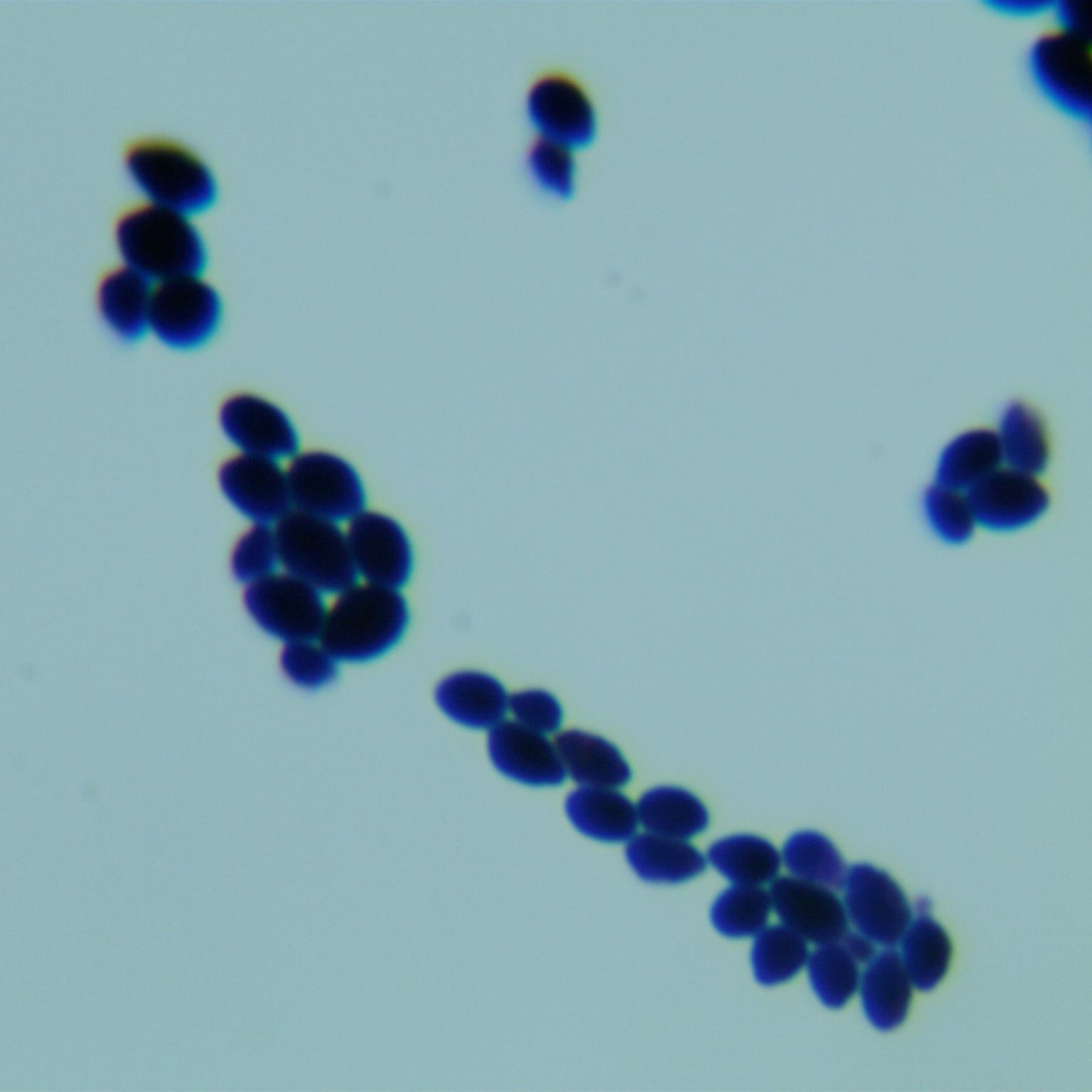 Sungouiella intermedia						-伟业计量