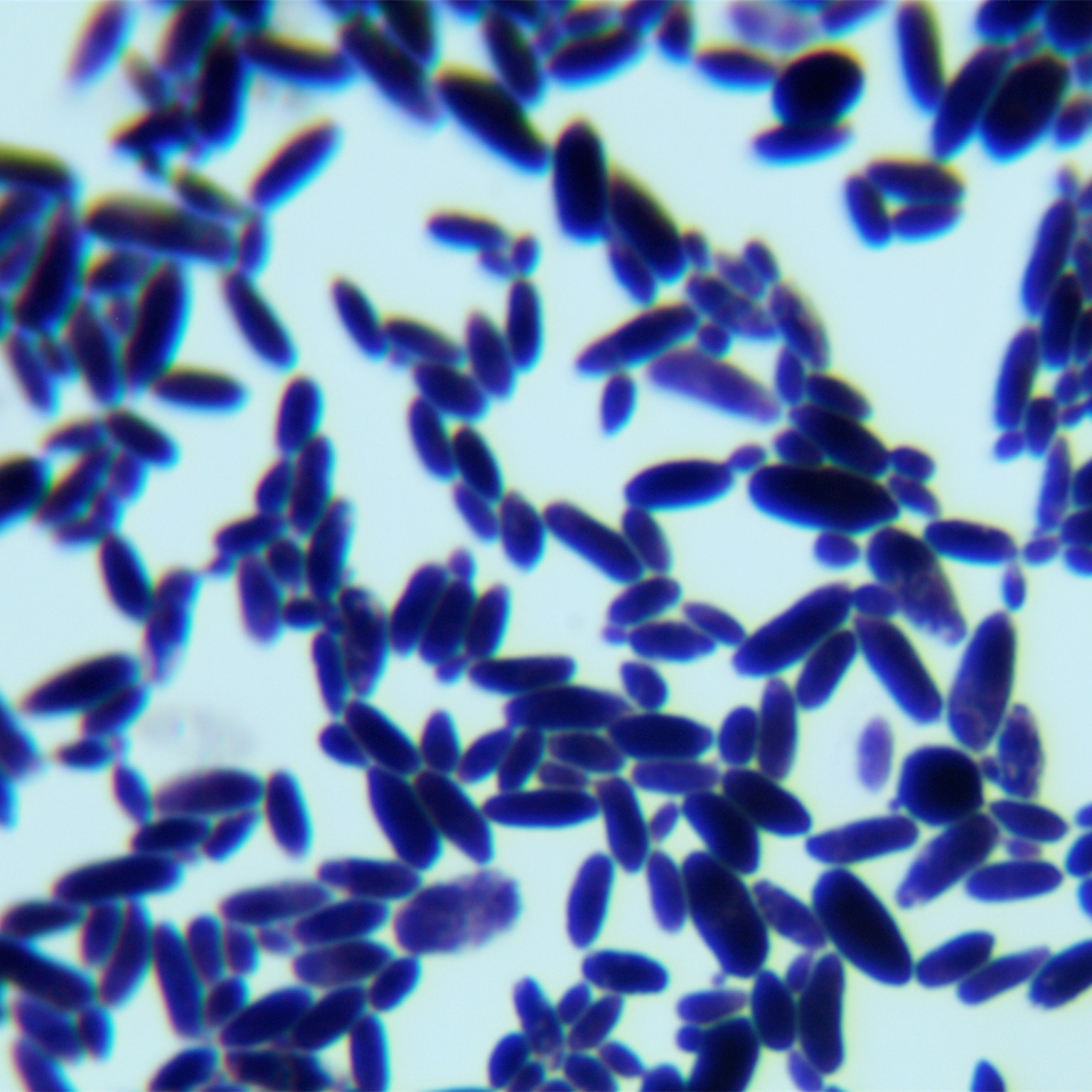 Candida railenensis											-伟业计量