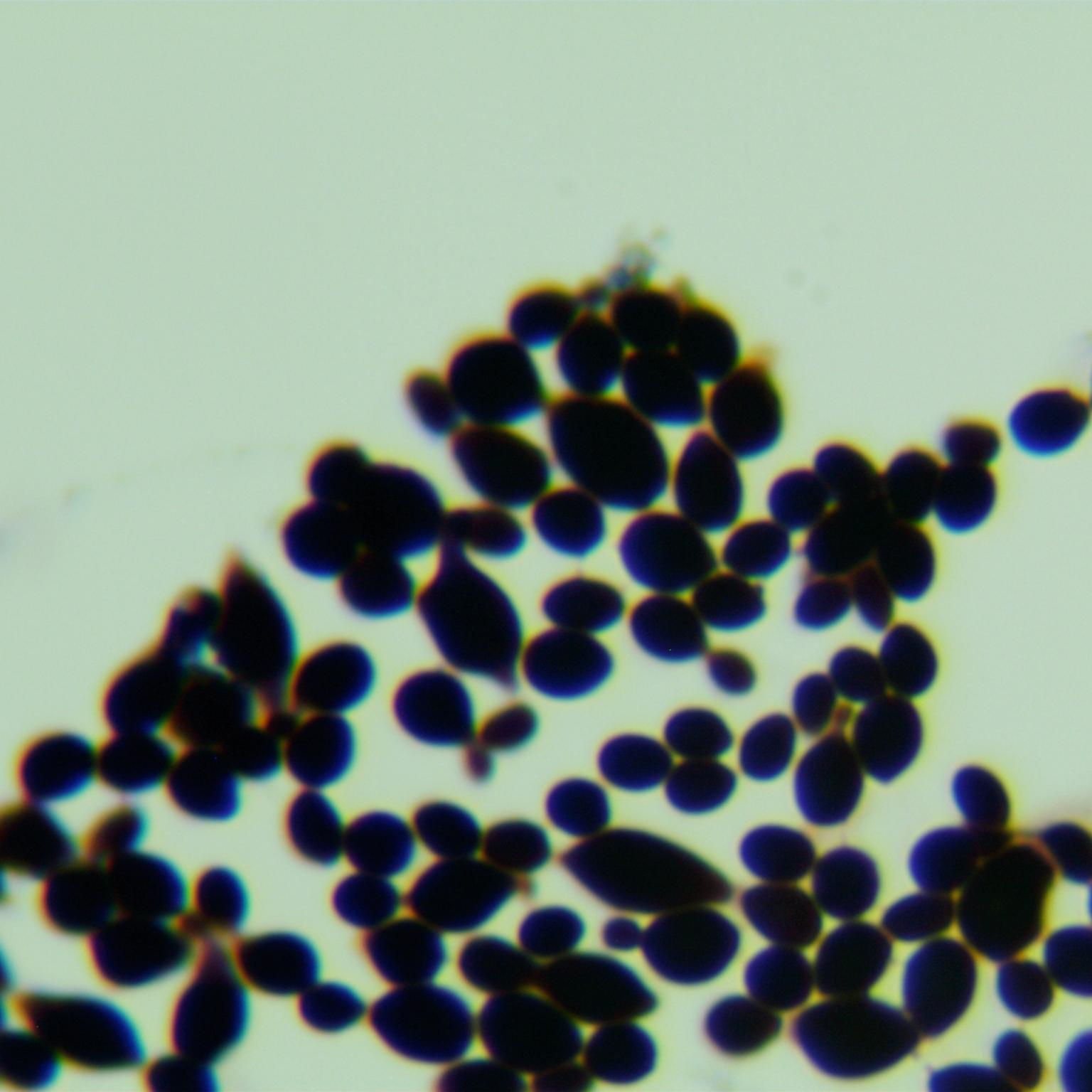 Papiliotrema flavescens-伟业计量