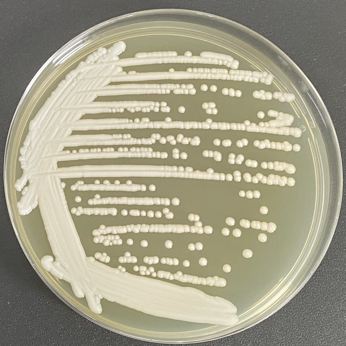 Wickerhamomyces sydowiorum-伟业计量