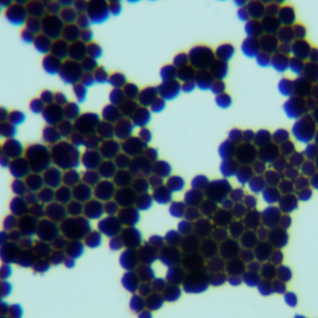 Wickerhamomyces sydowiorum-伟业计量