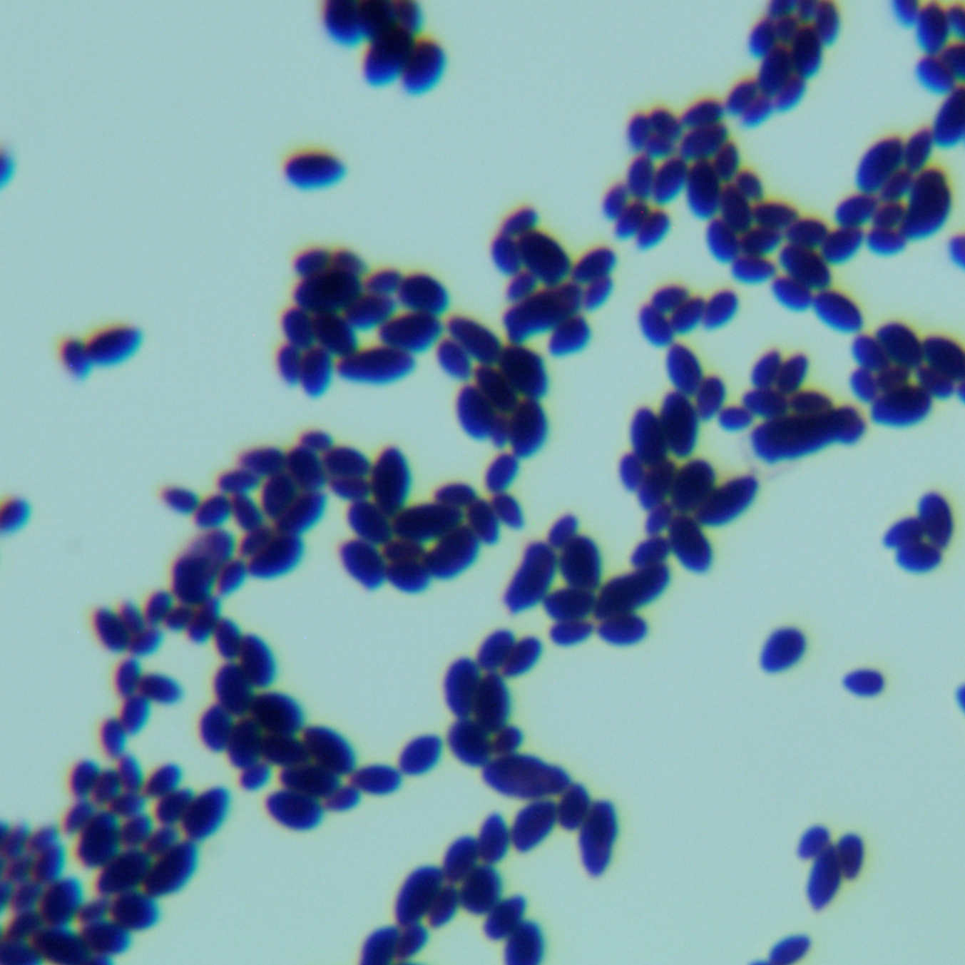 Yamadazyma sp.-伟业计量