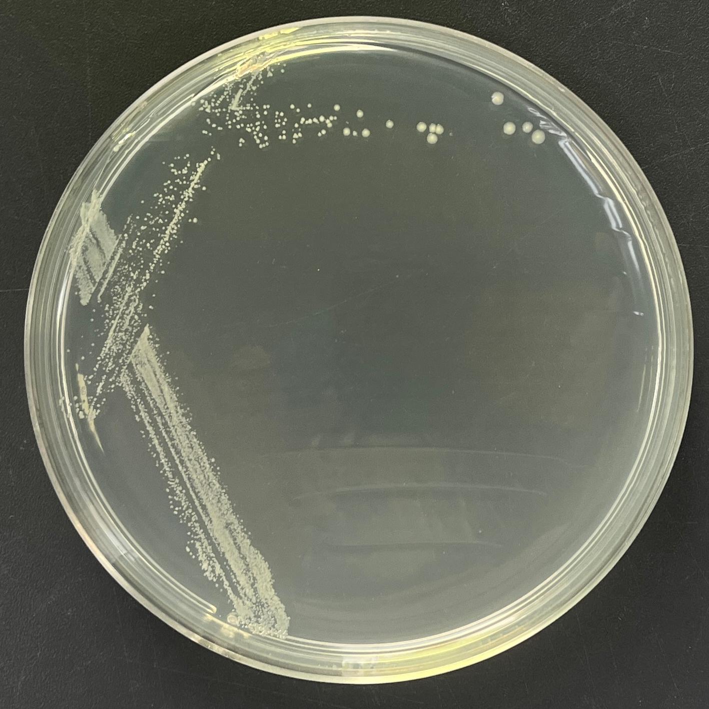 组氨酸缺陷型鼠伤寒沙门氏菌TA1537-伟业计量