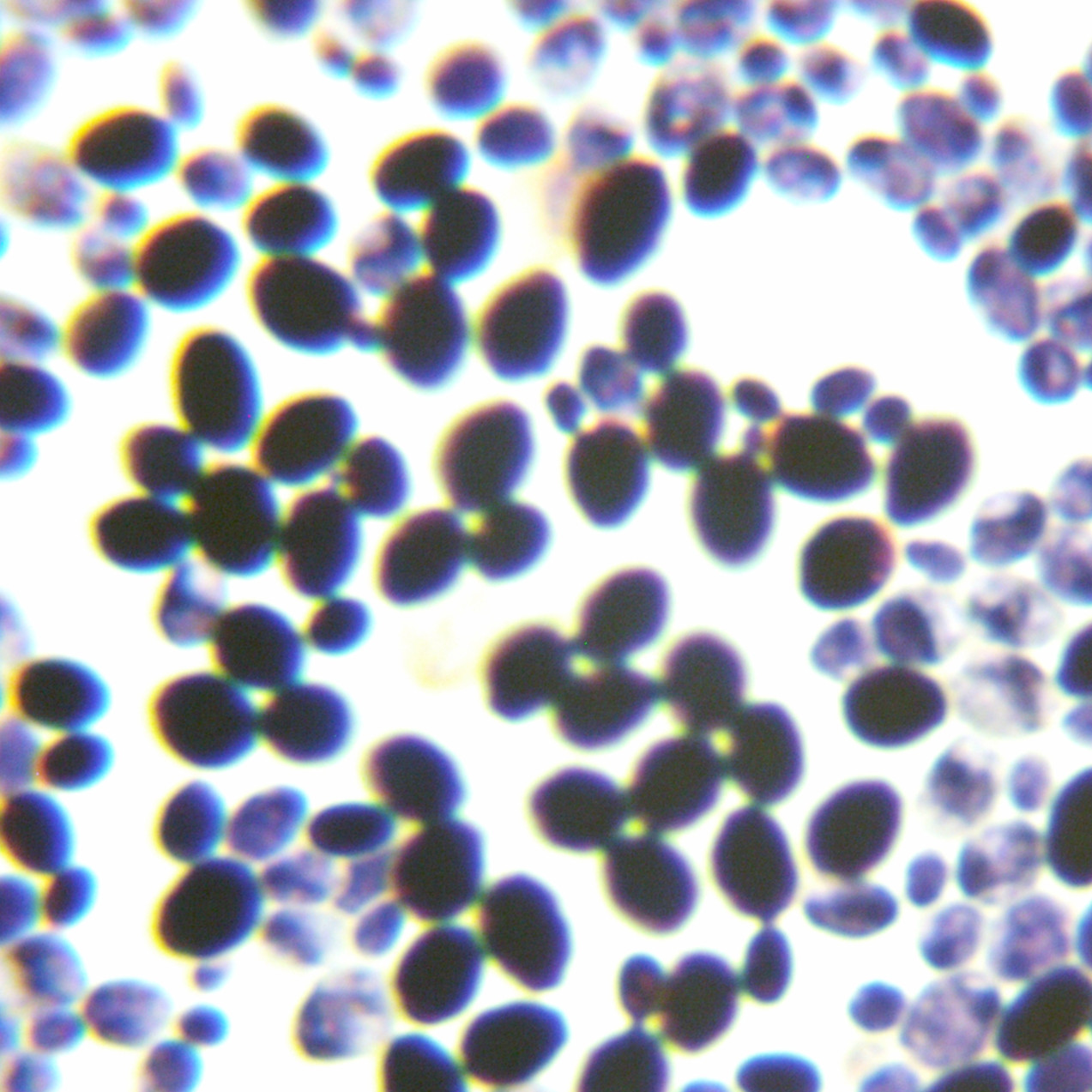 Scheffersomyces stipitis-伟业计量